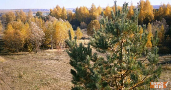 Высокая пожарная опасность лесов сохраняется в Мордовии