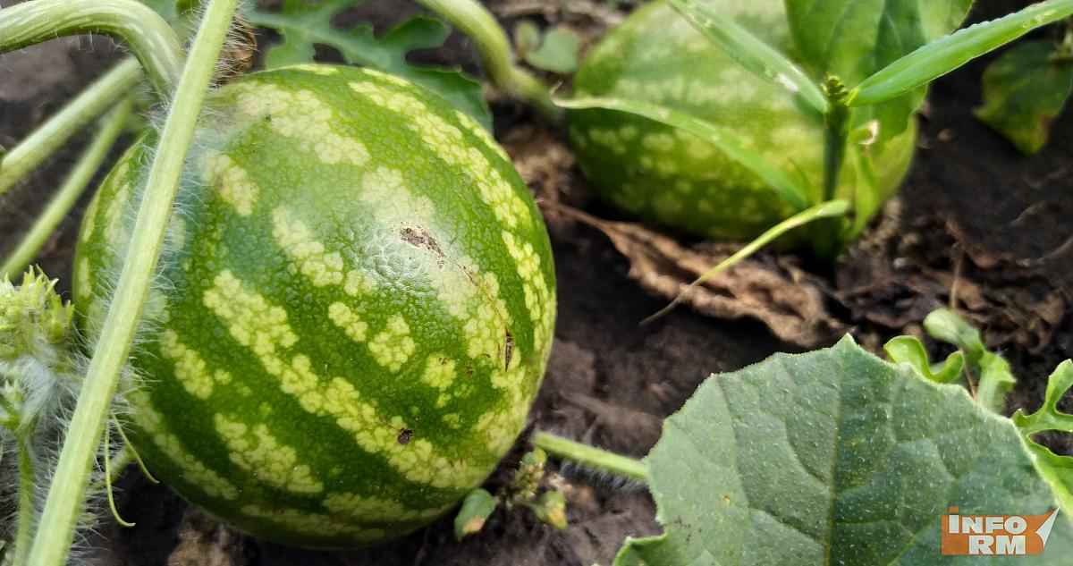 Неправильная обработка дачи грозит штрафом до 20 тысяч рублей 