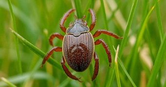 Клещи начали охотиться на жителей Мордовии 