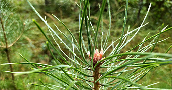В Мордовии утвердили стоимость посещения заповедника и нацпарка «Смольный» 
