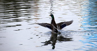 Синоптик рассказал, когда придёт оттепель 