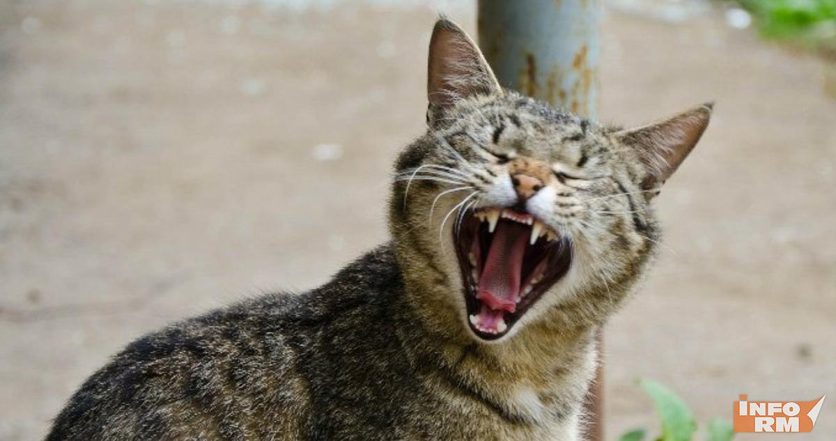 Кот спровоцировал драку между отцом и сыном 