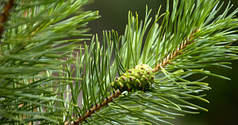 На защиту своих лесов Мордовии потратит почти 34 миллиона рублей 