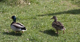 Какая будет весна в 2026 году: новый прогноз 