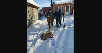 В Саранске поймали лису 