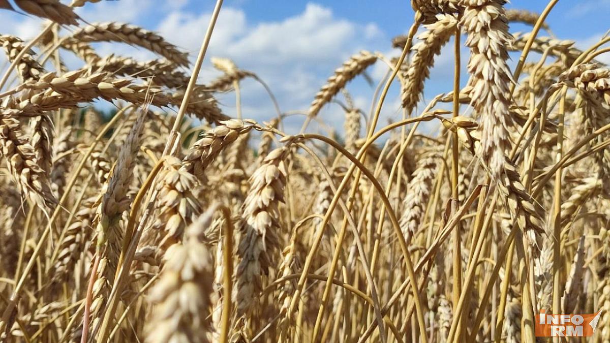 Мордовия выбирает агрономов: регион в топе ПФО по востребованности аграрных специалистов