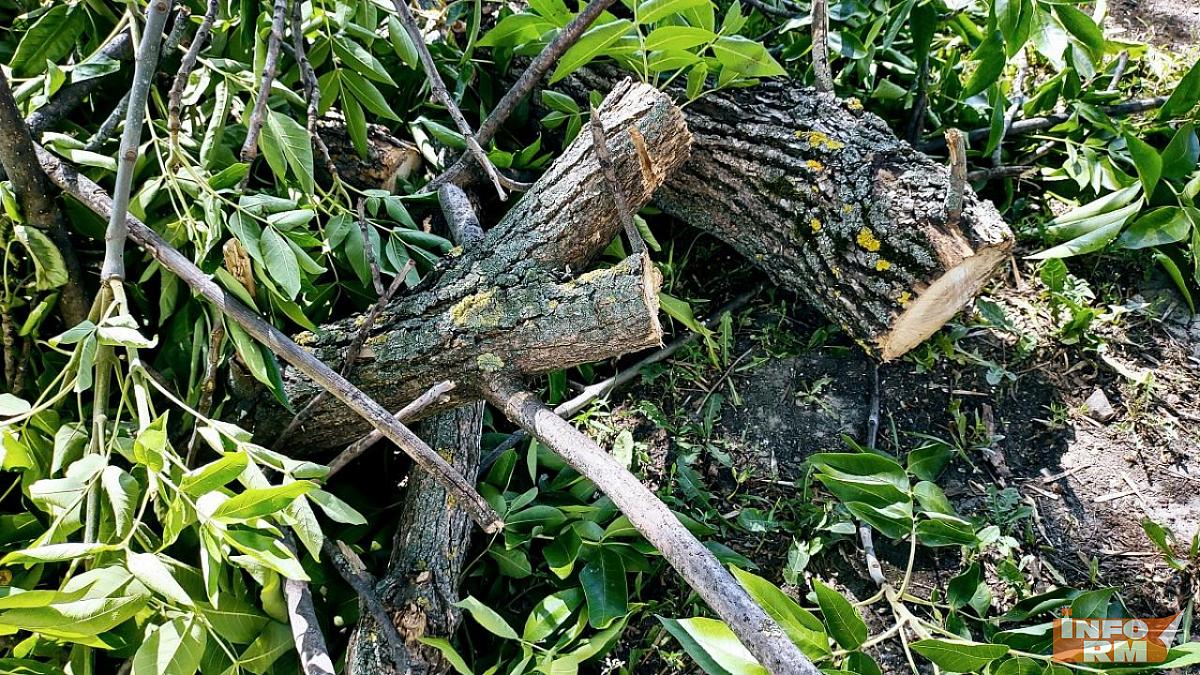 Не допилили: подрядчик из Саратова сорвал работы по благоустройству в Саранске