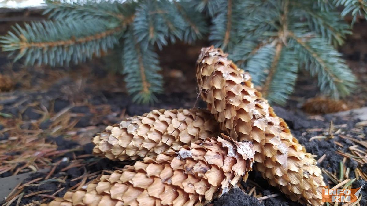 Названы адреса ёлочных базаров в Пензе 