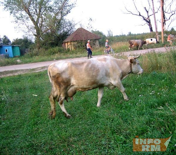 Производство молока растет в Мордовии