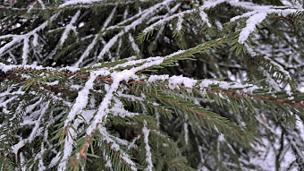 Жители Саранска могут экосознательно утилизировать новогодние ёлки 