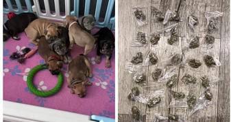 Заводчицу собак в Мордовии осудят за коробку наркотиков 