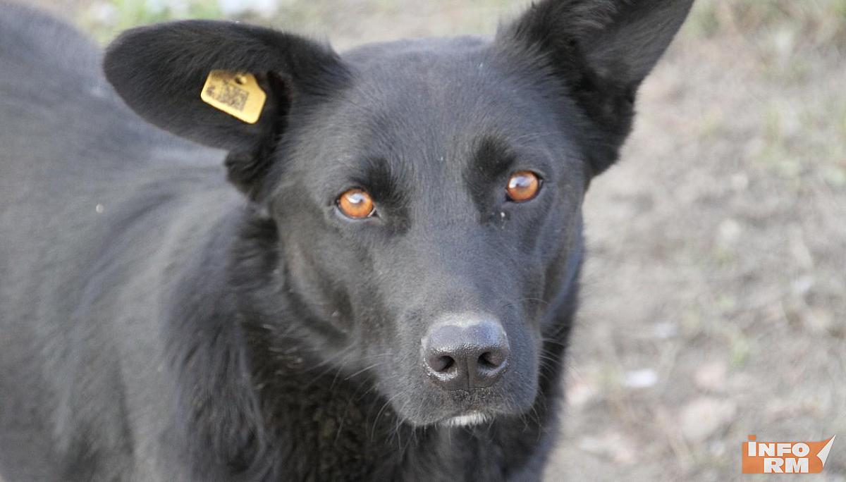«Дай лапу, друг»: в Саранске пройдёт добрая акция в поддержку животных