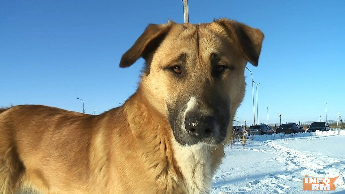 В поисках собаки: жительница Саранска в снегопад заблудилась в лесу