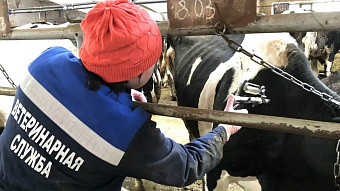 В Мордовии животных обследуют на туберкулёз