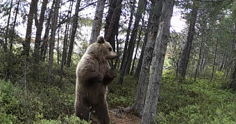 Медведь после танцев у дерева поправил фотоловушку 