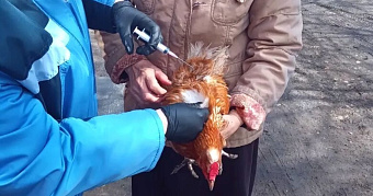 От гриппа в Мордовии защитят 300 тысяч птиц 