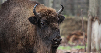 Мордовский заповедник проведёт день открытых дверей 