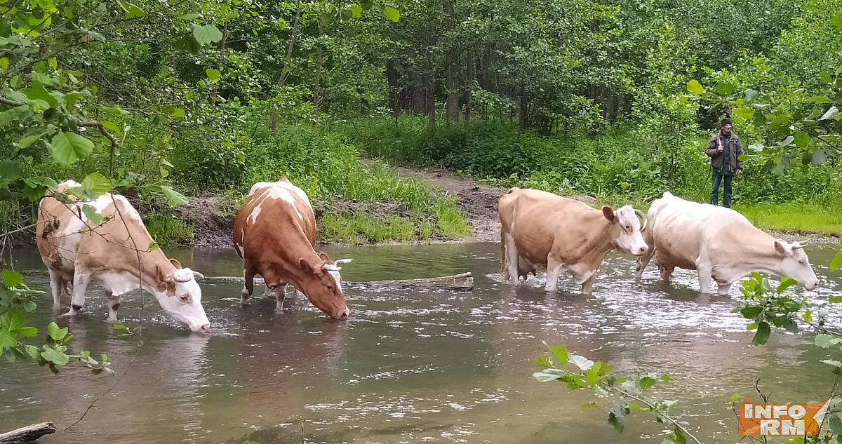 Мордовский Россельхознадзор перебрался в Нижний Новгород 