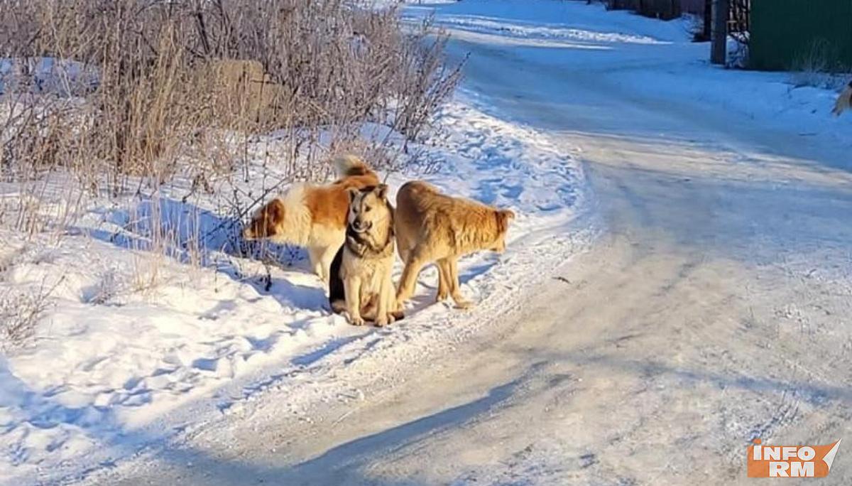 Следком Мордовии организовал проверку нападения безнадзорного пса на женщину 