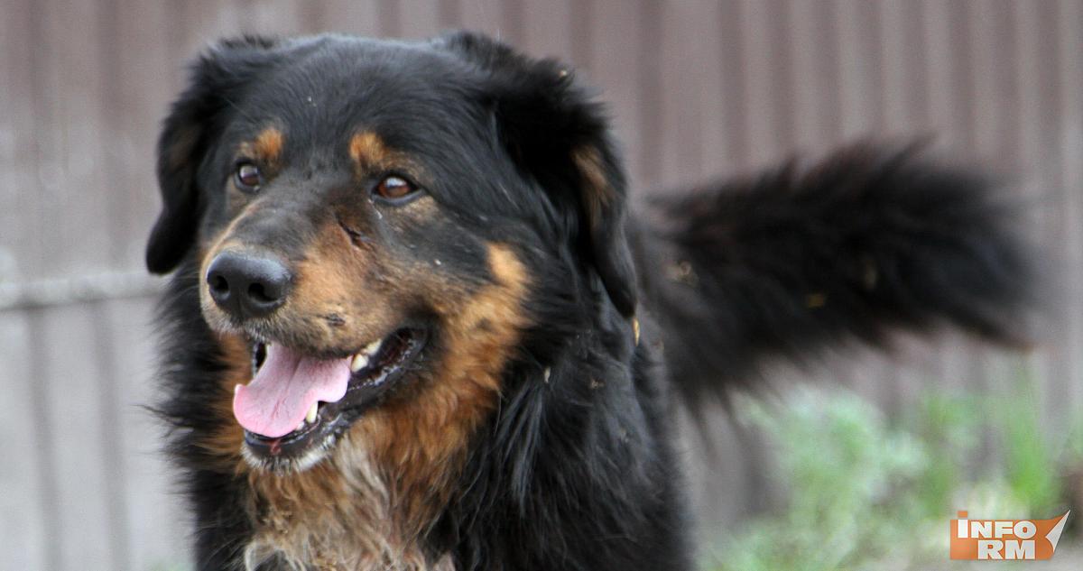 Пушкинский парк в Саранске начал сбор помощи для бездомных животных 
