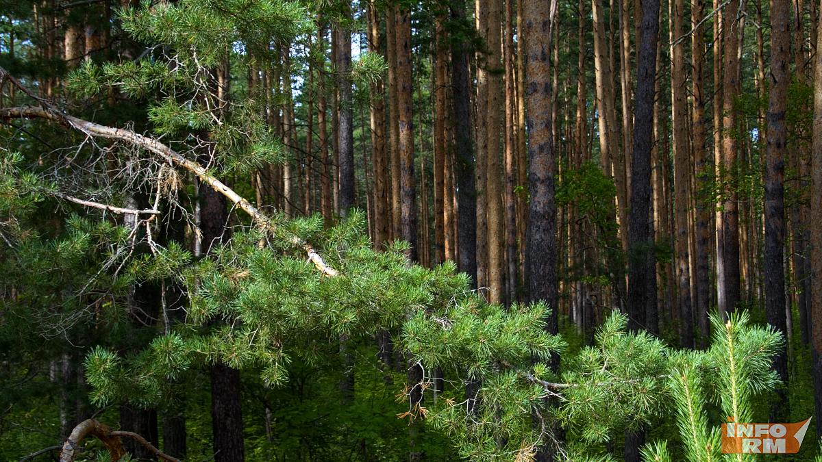 В Мордовии полицейские вывели из леса двух заблудившихся любопытных подростков