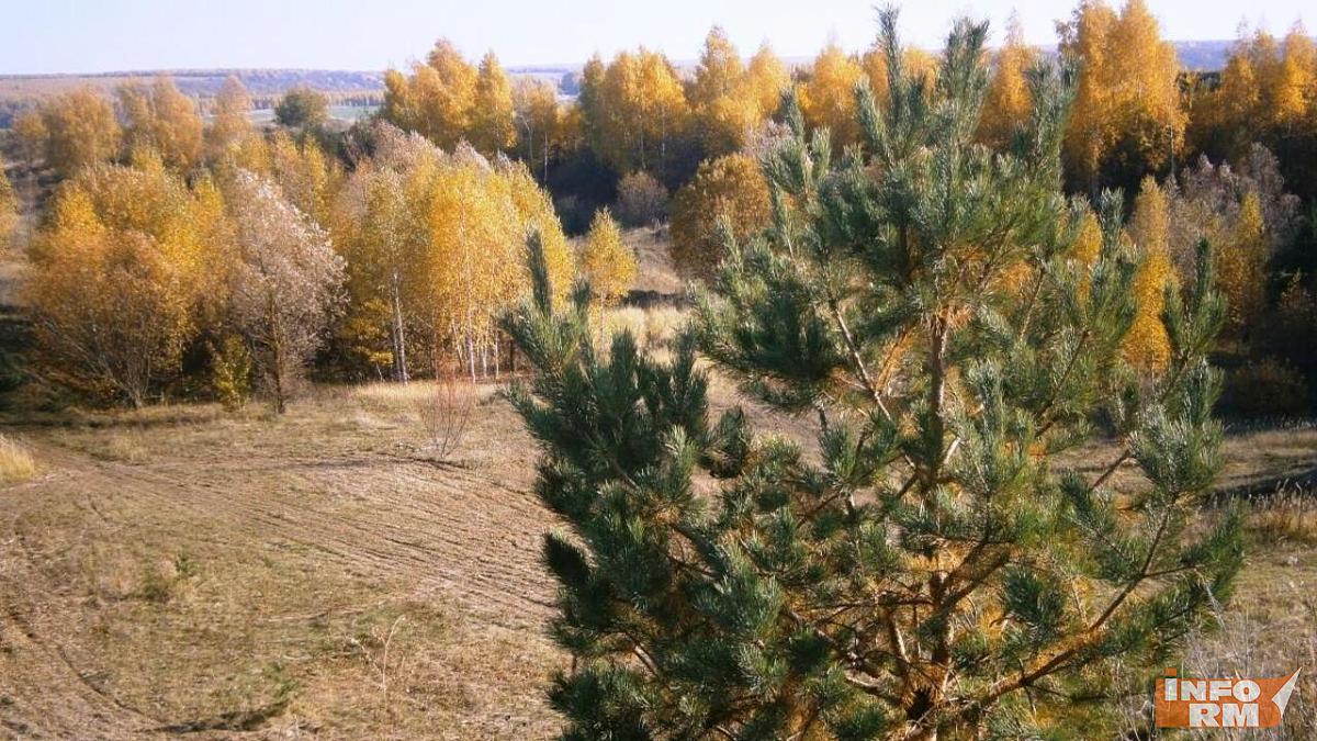 Грибника в Мордовии снова будут искать с помощью беспилотника 