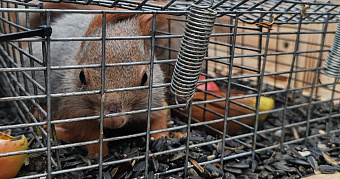 Ещё 15 белок поселились в Саранске в сквере Подольских курсантов 