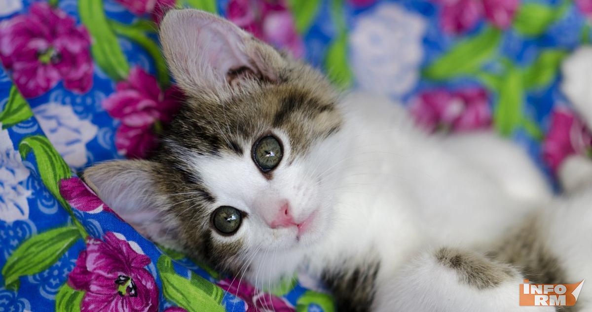 «Сурская стрела» вошла в топ-3 направления для пушистых путешественников 