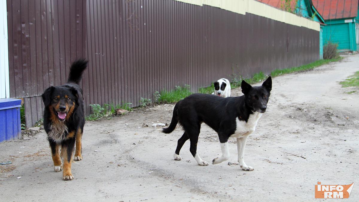 В Мордовии за бездомную собаку расплатилась администрация района