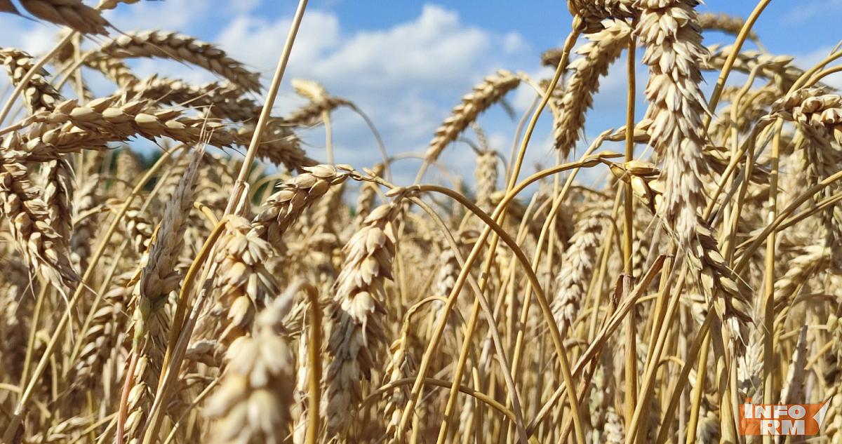 Мордовские аграрии получат больше 2 миллиардов рублей помощи 