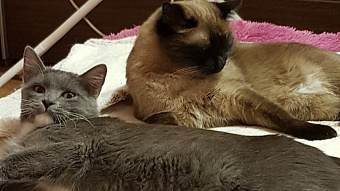 Домашние кошки из Мордовии выбирают Индию и Саудовскую Аравию