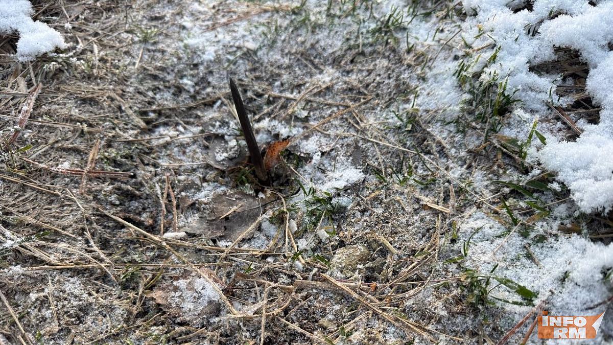 В Мордовии начали искать установщика партизанских ловушек на лесных дорогах 