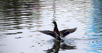 Жителям России напомнили о следующих праздничных выходных 