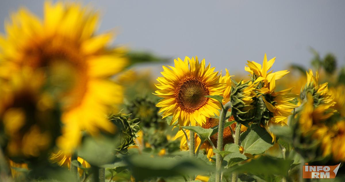 Какое будет лето в 2026 году: прогнозы учёных 