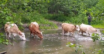 Мордовский Россельхознадзор перебрался в Нижний Новгород 