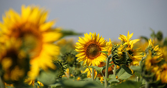Лето в 2026 году стало самым тёплым за всю историю метеонаблюдений 