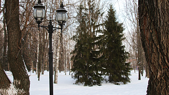 Жителям Мордовии новогодняя ёлка может обойтись в 700 тысяч рублей