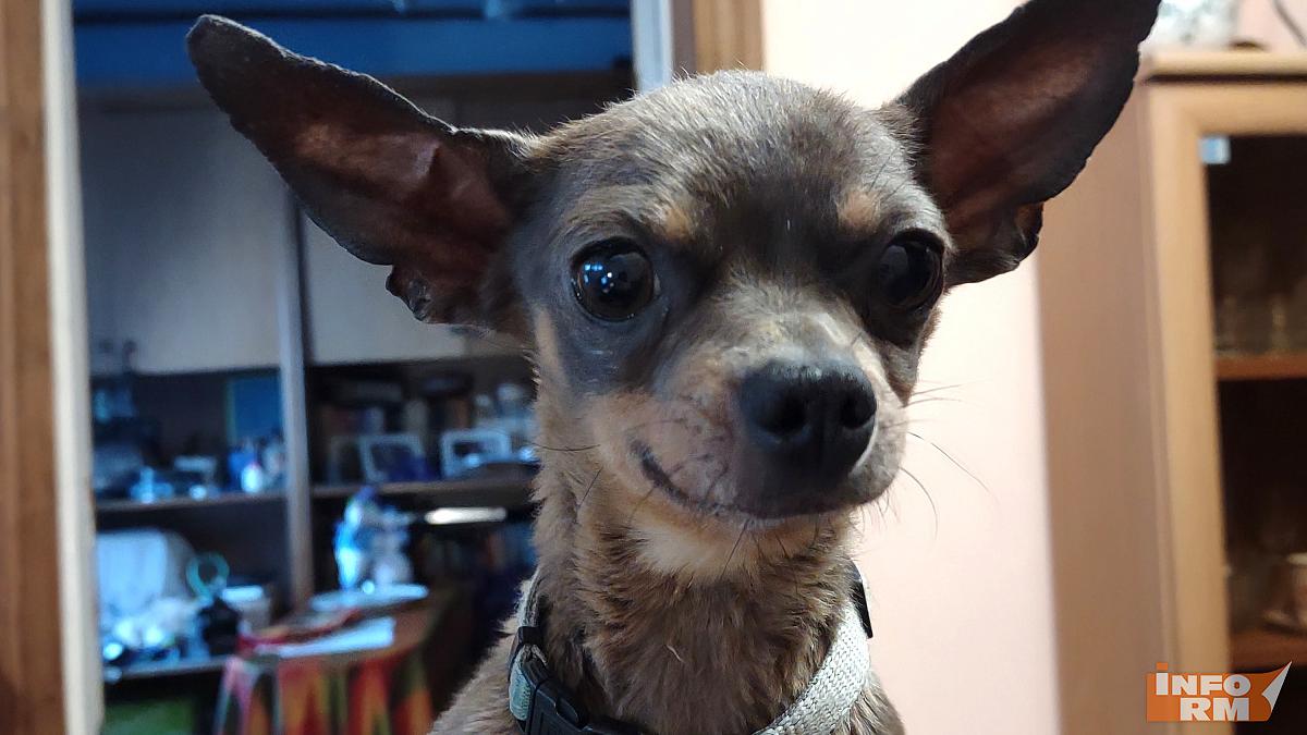 Из Мордовии на экспорт отправили 110 тонн кормов для домашних животных