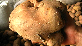 В Мордовии собрали 245,3 тысяч тонн картофеля