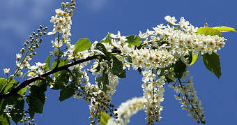 Когда придёт весна в 2026 году: прогноз синоптика 