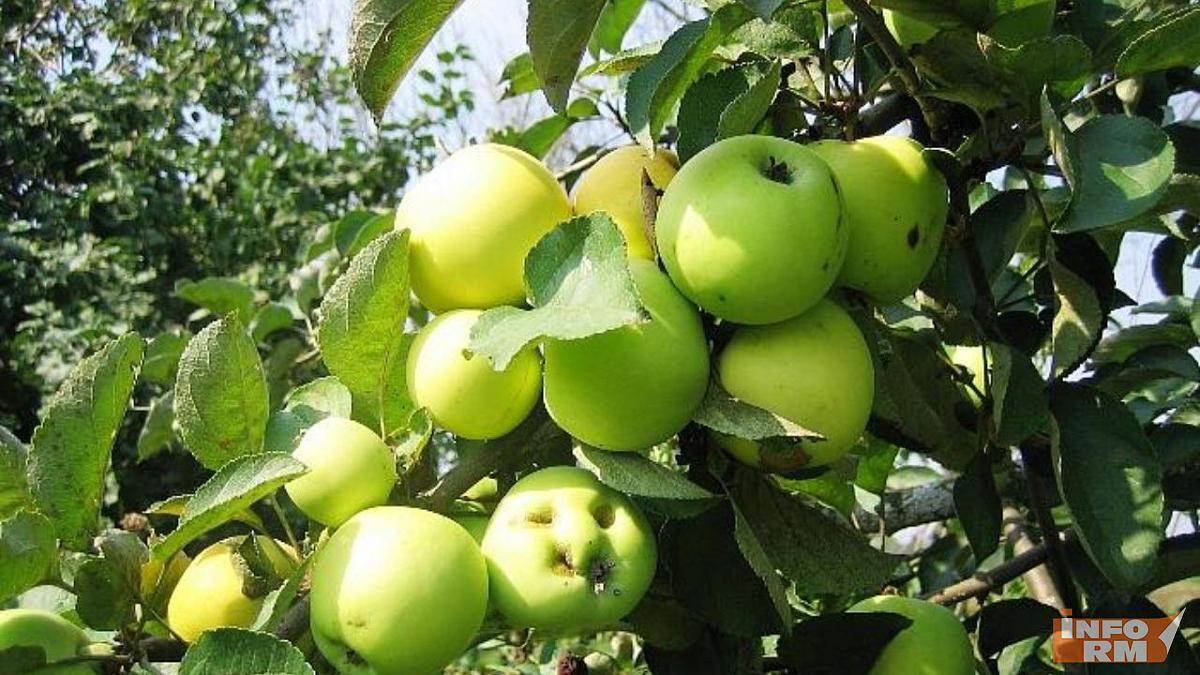 Православные Мордовии отмечают Яблочный Спас