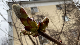 Жителей Мордовии ждёт холодная неделя