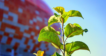В Саранске для озеленения перекопали дорогу у «Мордовия Арены» 