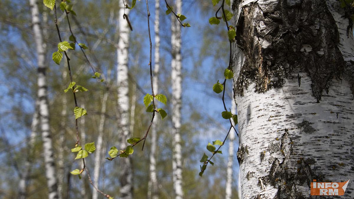Леса Мордовии поделили на зоны использования