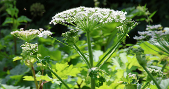 Мошенники начали использовать схему с борщевиком и мусором 