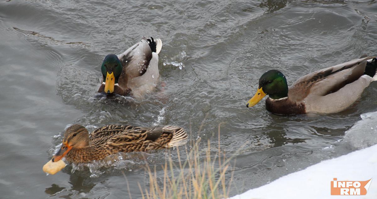 Уток в Саранске пересчитают и накормят 