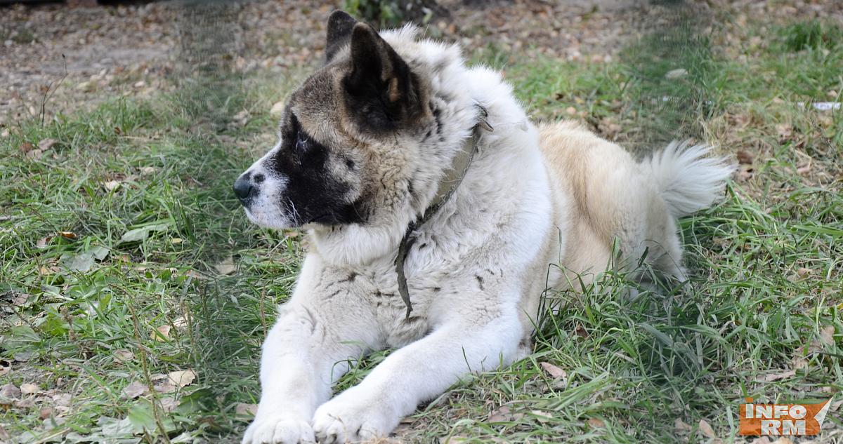 В Мордовии чаще всего сбегали из дома кошки Муси и собаки Графы 