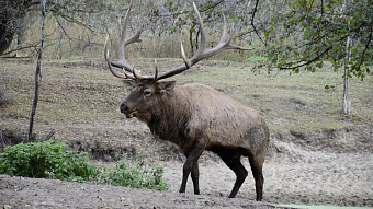Водителей Мордовии просят быть готовыми к «диким» встречам на трассах 
