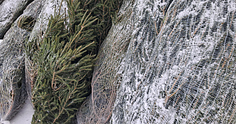 Жителям Саранска напомнили адреса площадок, где ёлки принимают на утилизацию 