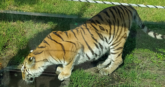 Зоопарк в Саранске готовится к началу летнего сезона 